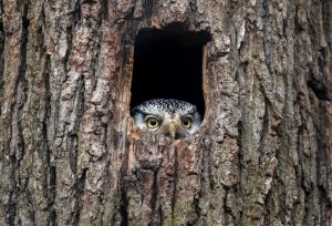 Owl peaking out of a tree trunk